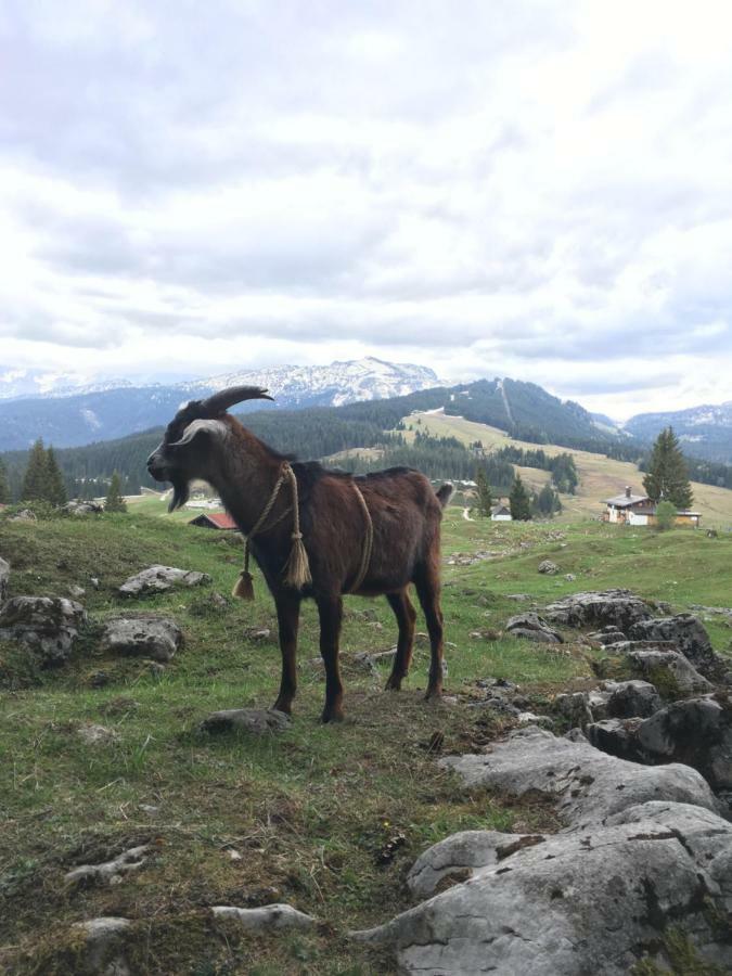 Gatterl Zum See Reit im Winkl Exterior photo